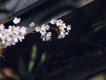 Close-up of white flowers