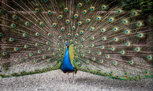 Close-up of peacock