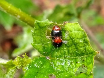 Close-up of insect on leaf