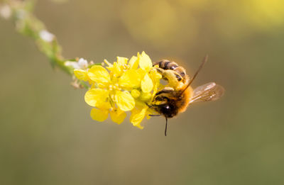 Close-up of bee pollinating on yellow flower