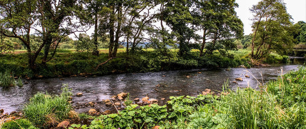 Scenic view of lake in forest