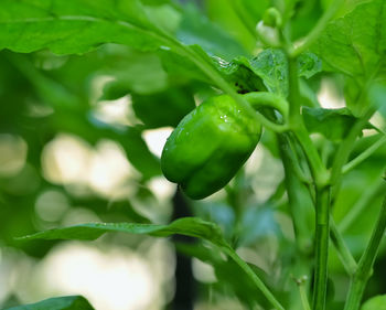 Close-up of fresh green plant