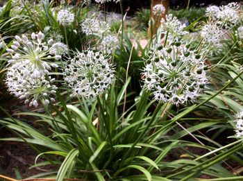 Close-up of flowers