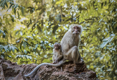 Monkey sitting on rock