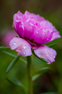 Close-up of water drops on pink flower