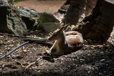 Kangaroo on land