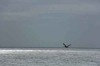 View of birds flying over sea