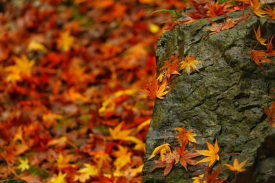 Close-up of maple leaves