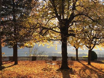 Trees in park during autumn