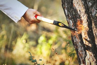 Close-up of hand holding tree trunk