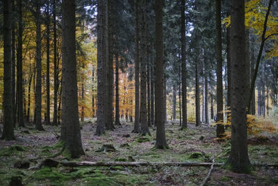 Trees in forest