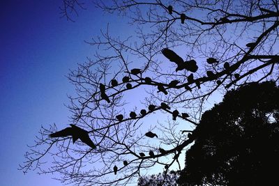 Low angle view of bare tree against blue sky