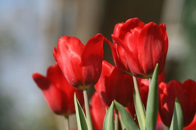 Close-up of red tulips