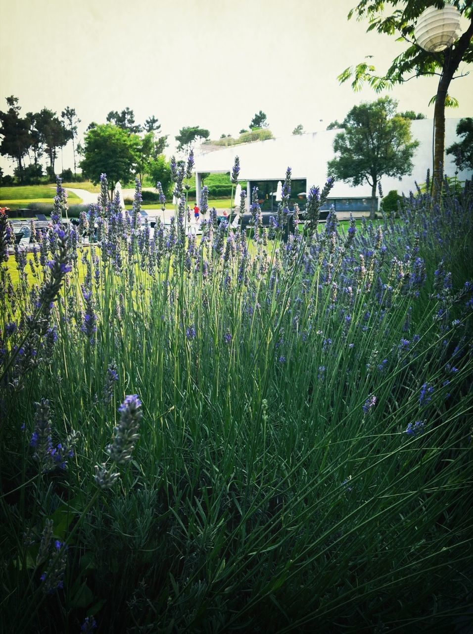 flower, growth, freshness, plant, beauty in nature, field, nature, fragility, blooming, growing, green color, tranquility, outdoors, day, in bloom, grass, park - man made space, stem, agriculture, tree