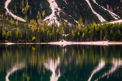 Scenic view of lake by trees in forest