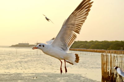 Seagull flying over sea against sky