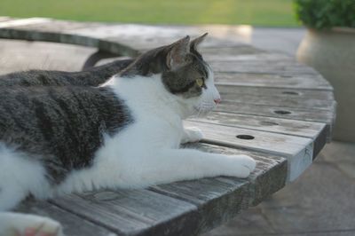 Close-up of cat resting on bench