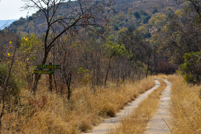 View of trees growing in forest