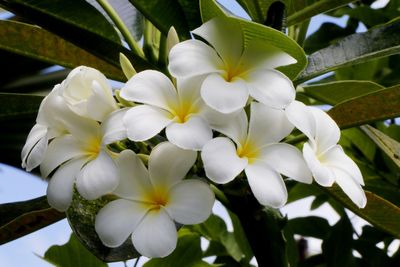 Close-up of white flowers blooming outdoors