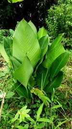 Close-up of a plant