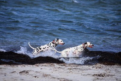 View of horse in sea