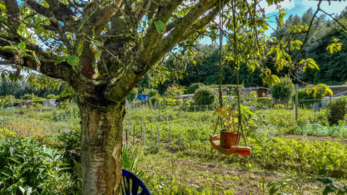 Trees growing in field