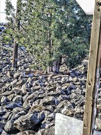 View of wooden posts in forest