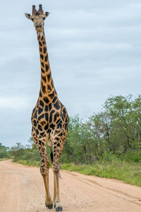 Giraffe standing by tree against sky