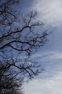 Low angle view of silhouette tree against sky