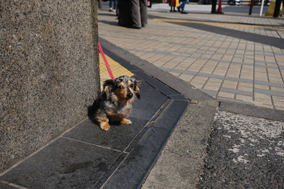 Dog on floor