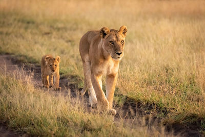 Lioness walking along sandy track with cub