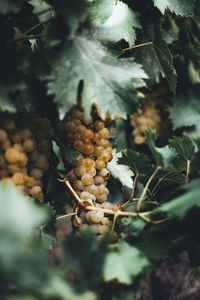 Close-up of berries growing on tree