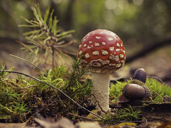 Close-up of mushroom growing on field