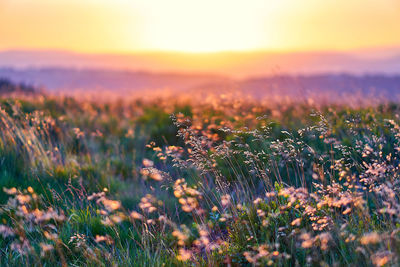 Plants growing on field against sky during sunset