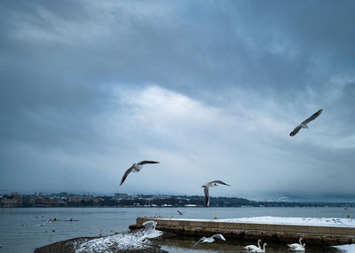 Seagulls flying over sea against sky