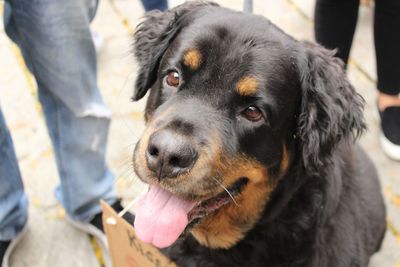 Close-up portrait of dog