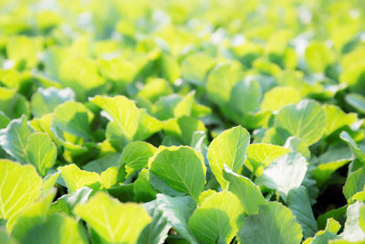 Close-up of fresh green leaves