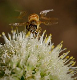 Close-up of bee on flower