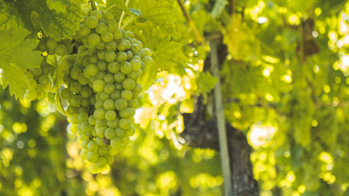 Close-up of grapes growing in vineyard