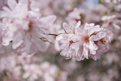 Close-up of cherry blossoms in spring