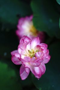 Close-up of pink flowering plant