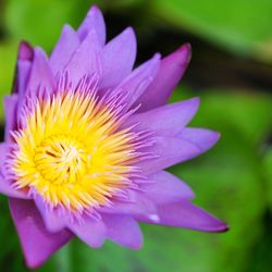 Close-up of purple water lily