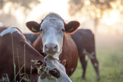 Portrait of cow on field