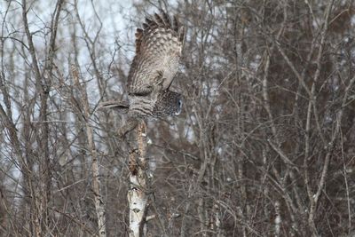 Low angle view of squirrel on tree