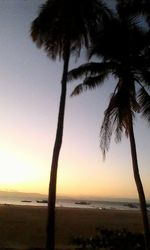 Palm trees on beach