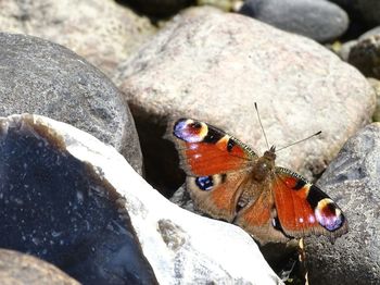 Close-up of insect on rock