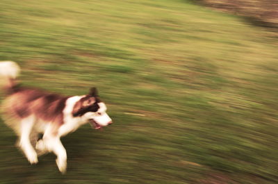 Close-up of dog