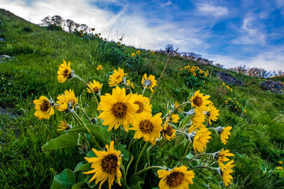 Yellow flowers blooming on field