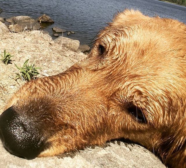 animal themes, pets, domestic animals, one animal, mammal, dog, water, high angle view, relaxation, day, outdoors, no people, close-up, nature, lying down, resting, animal head, sunlight, animal hair, canine