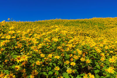 Yellow flowering plants on field against clear sky